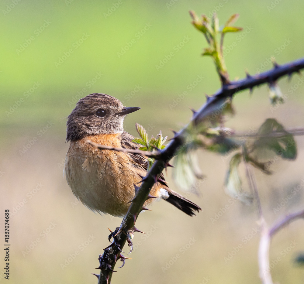 Stonechats, very curious birds on a spring day!