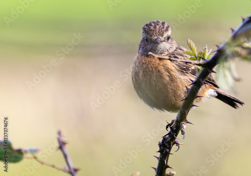 Obraz na płótnie Stonechats, very curious birds on a spring day! w salonie