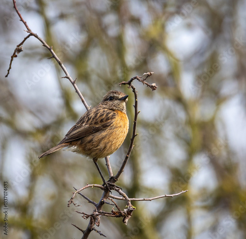 Obraz na płótnie Stonechats, very curious birds on a spring day! w salonie