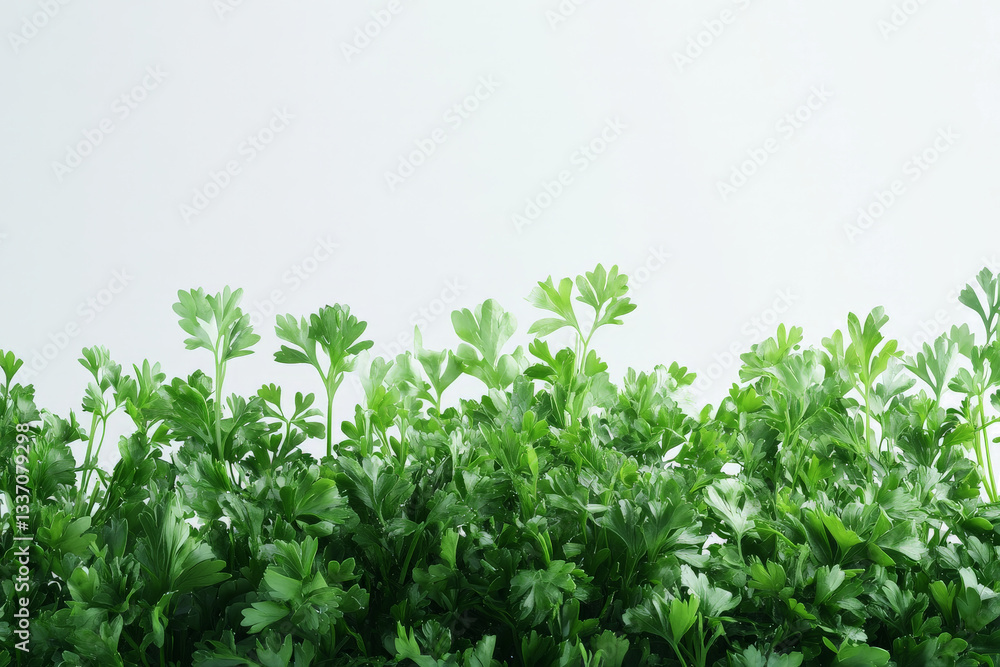 Obraz premium a bunch of parsley parsley parsley parsley parsley parsley parsley parsley cutout image and isolated on transparent background 