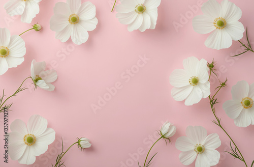 Minimalist Flat Lay of White Cosmos Flowers on Pink Background – Aesthetic Floral Pattern for Wedding Cards, Birthday Cards, Product Packaging & Social Media Design