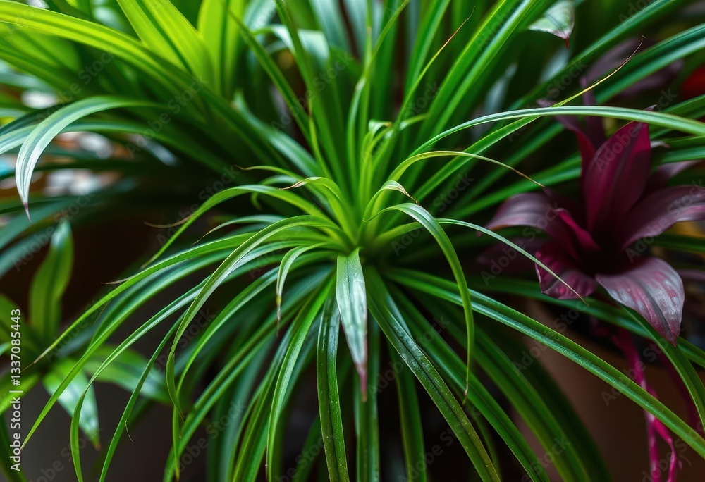 Vibrant green spider plant with long, cascading leaves, green leaves, spiderettes Vibrant green spider plant with long, cascading leaves, green leaves, spiderettes
