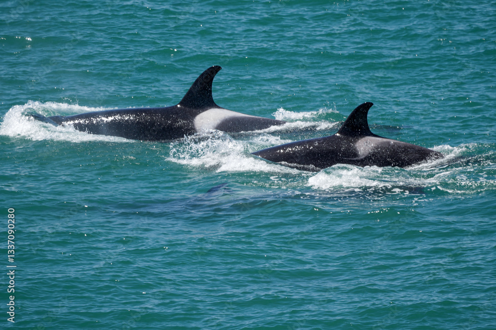 Fototapeta premium Two orcas peeking from the ocean in Peninsula Valdes, Chubut, Argentina
