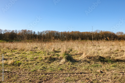 Open grassy field with scattered foliage against a clear blue sky during late afternoon