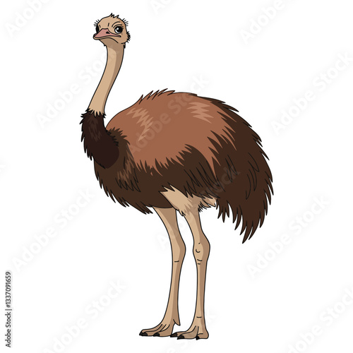 Emu bird full length isolated on white background. Large, flightless bird with long legs and soft feathers. Simple vector illustration.