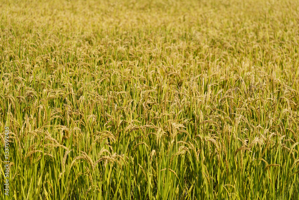 Rice fields in Northeast China about to be harvested Rice fields in Northeast China about to be harvested