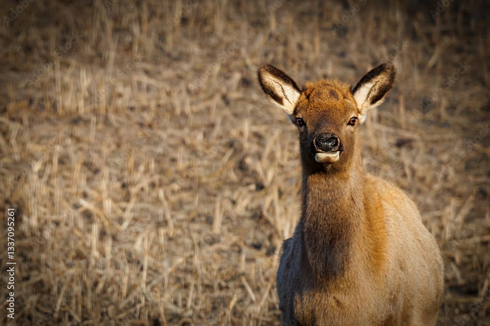 Fototapeta premium Standing Elk
