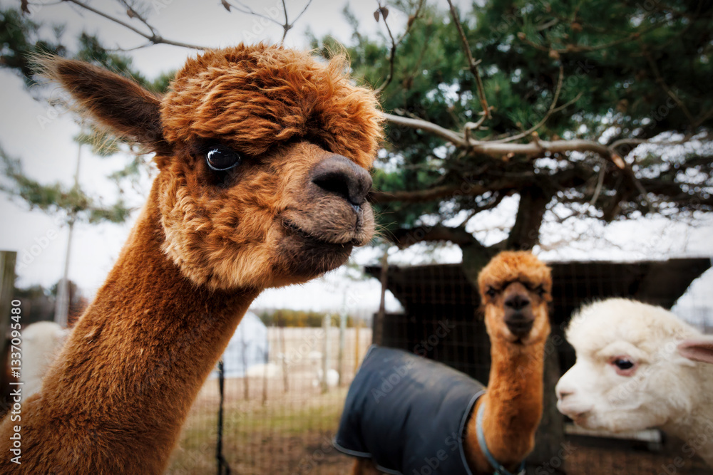 Fototapeta premium Three Alpacas