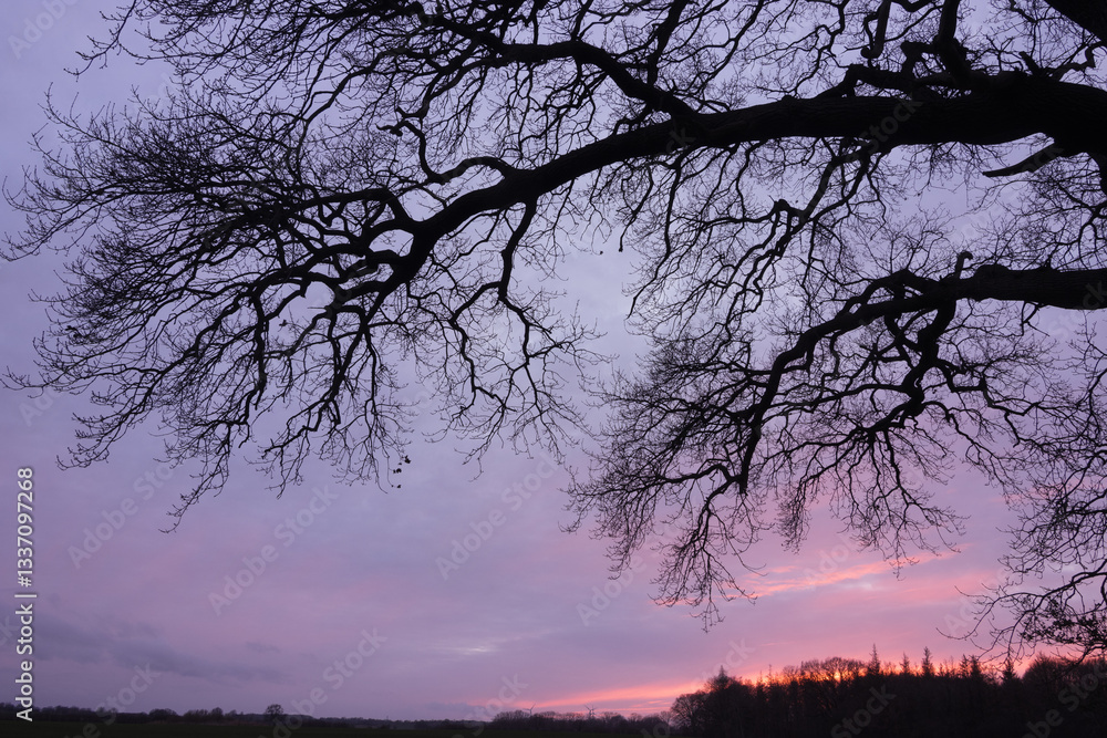 Mystische Zweige ohne Blätter mit Abendhimmel.