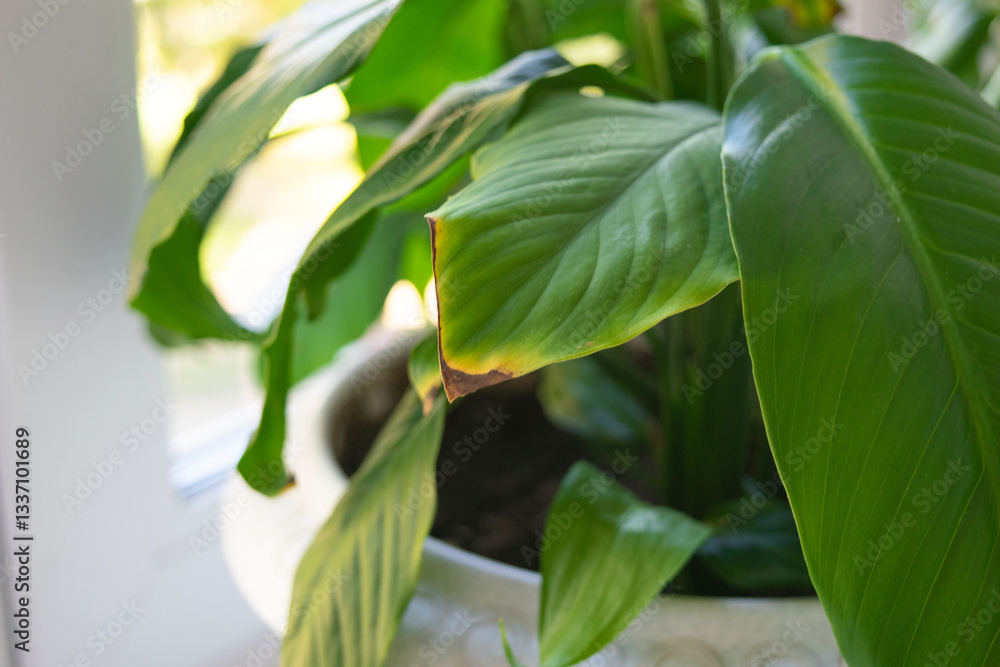 Obraz premium woman shows yellow leaf plant with brown spots