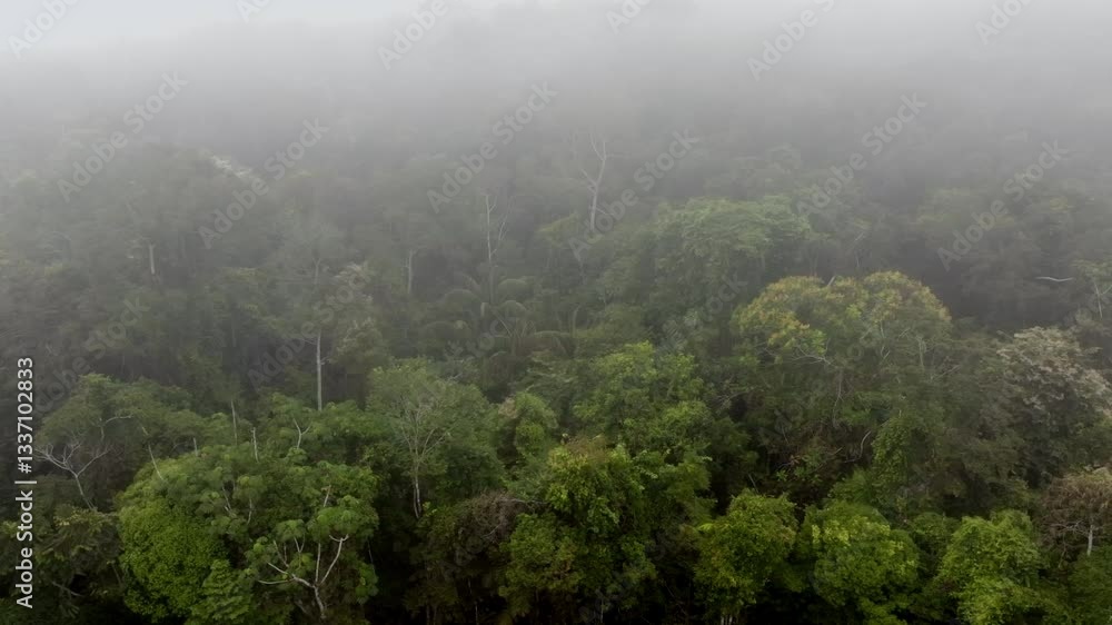 Cloud forest in the Peruvian Amazon, aerial image of the rainforest with fog between the trees Cloud forest in the Peruvian Amazon, aerial image of the rainforest with fog between the trees