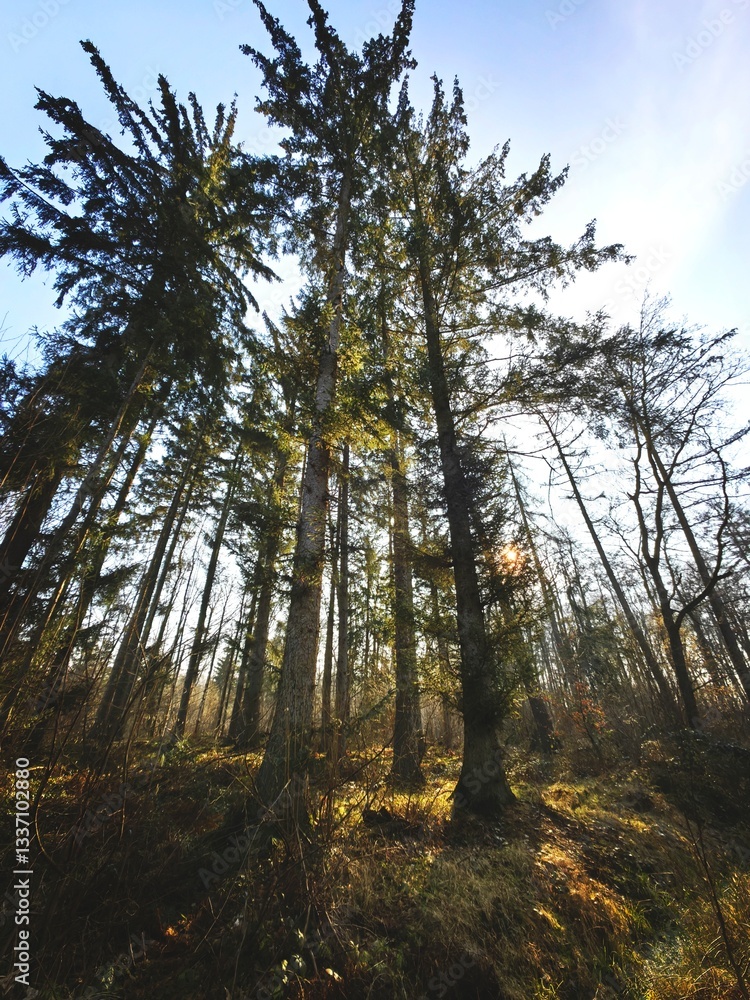 Obraz premium forest in autumn