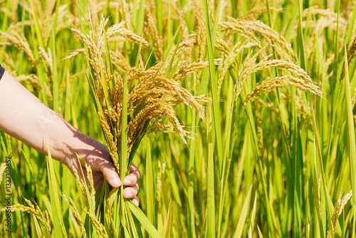 Holding Northeastern rice in hands