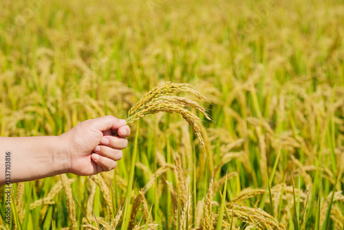 Holding Northeastern rice in hands