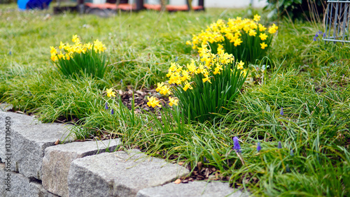Yellow spring flowers in the field and sun.