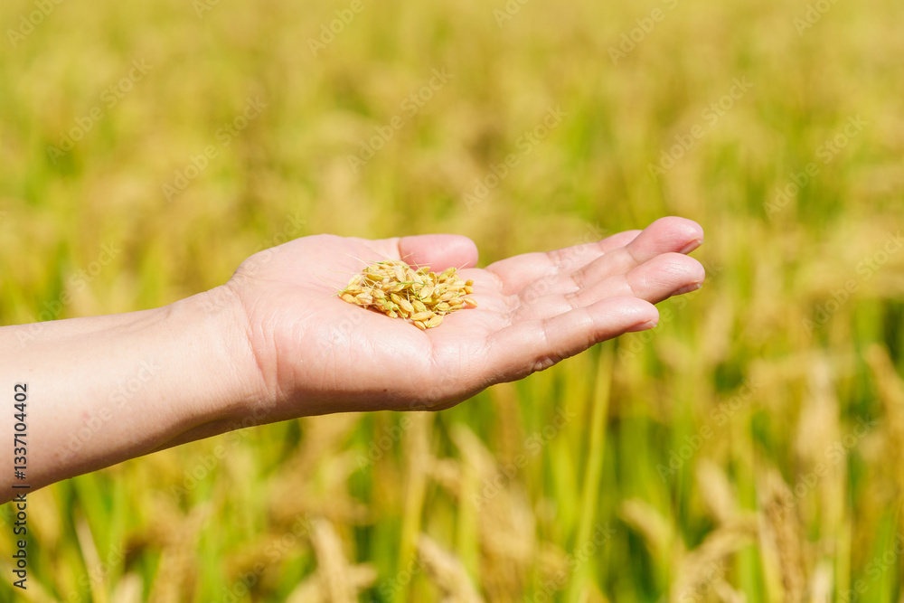 Holding Northeastern rice in hands Holding Northeastern rice in hands