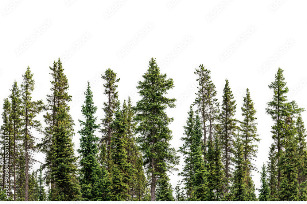 a row of trees with the words how to grow a tree cutout image and isolated on transparent background