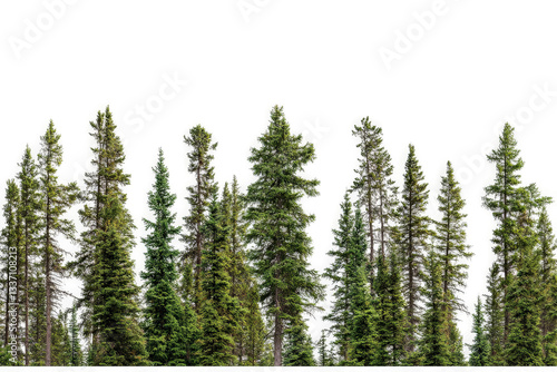 Obraz na płótnie a row of trees with the words how to grow a tree cutout image and isolated on transparent background w salonie