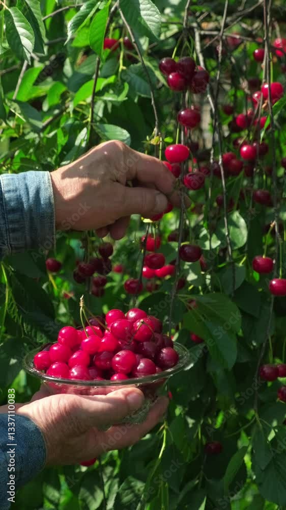 Picking Ripe Red Cherries from Green Tree. Harvesting Fresh Ripe Cherries in Countryside. Collecting Juicy Red Cherries in Summer Orchard Picking Ripe Red Cherries from Green Tree. Harvesting Fresh Ripe Cherries in Countryside. Collecting Juicy Red Cherries in Summer Orchard