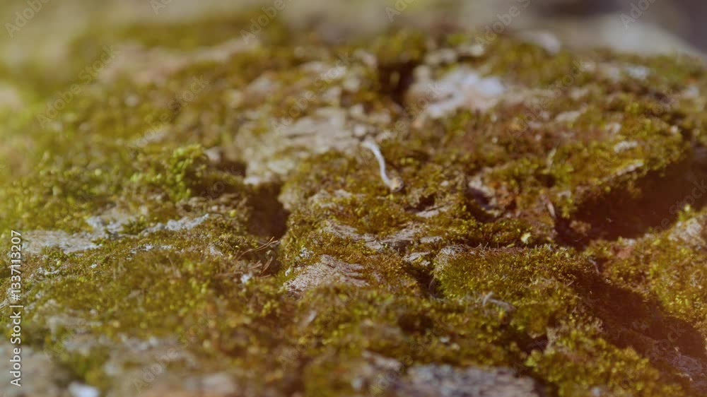 A CloseUp View of Vibrant Moss Growing on a Rough Rock Surface in Natures Ecosystem A CloseUp View of Vibrant Moss Growing on a Rough Rock Surface in Natures Ecosystem