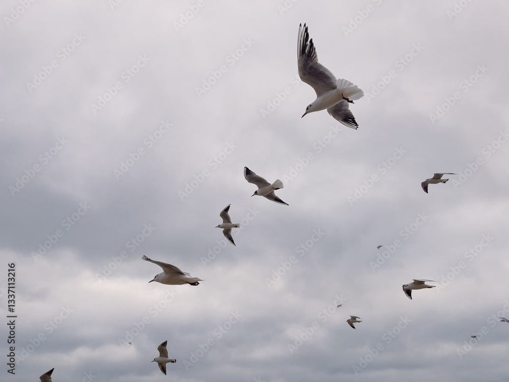 Fototapeta premium Seagulls Flying Against a Cloudy Sky at Coastal Location During Late Afternoon