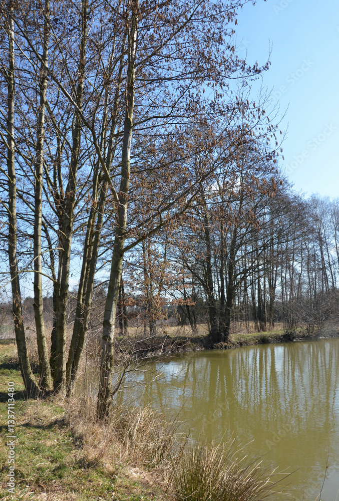 Obraz premium Waldteich im März