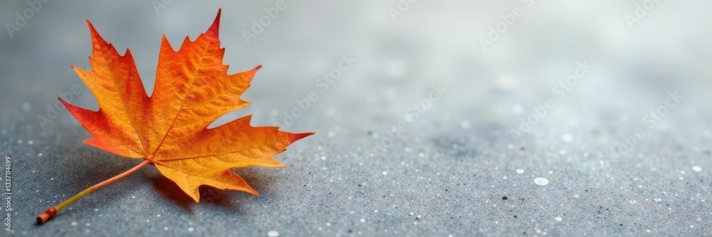 Obraz premium Grey backdrop, single fiery orange leaf, cluster of yellow larch needles , vibrant, foliage, grey