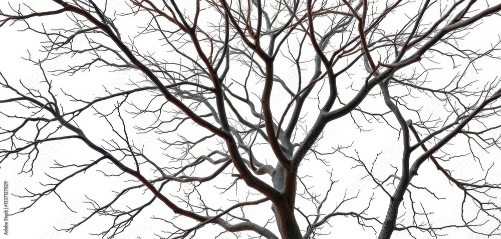 Obraz premium Bare, intricately branched tree limbs isolated on pure white backdrop, botany, branch