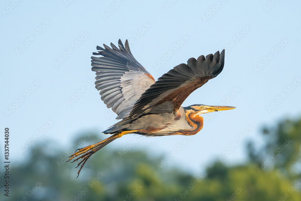 Fototapeta premium Purple heron - Ardea purpurea in flight with spanned wings with blue sky in background. Photo from Wilpattu National Park in Sri Lanka. A. p. manilensis