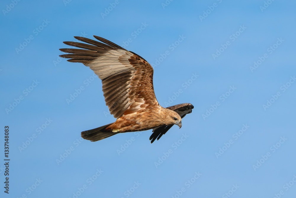 Obraz premium brahminy kite - Haliastur indus indus, red-backed sea-eagle with spanned wings in flight with blue sky in background. Photo from Wilpattu National Park in Sri Lanka. Isolated.