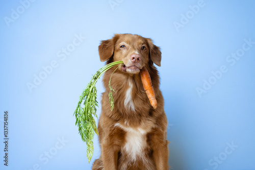 Nova scotia duck tolling retriever dog holding a fresh carrot in its mouth on a blue background in studio