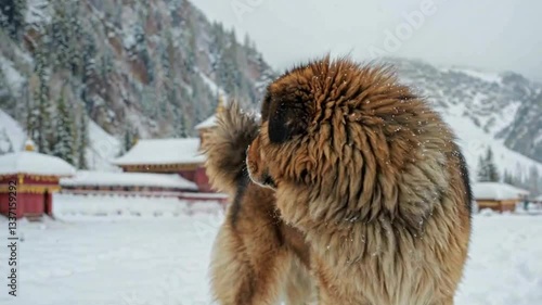 Majestic Tibetan Mastiff stands proudly in a snowy mountain monastery, exuding strength and wisdom as snowflakes fall around its thick, lion-like mane.