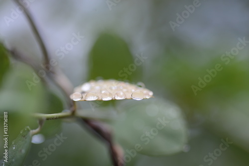 Dew drops covering a leaf early in the morning