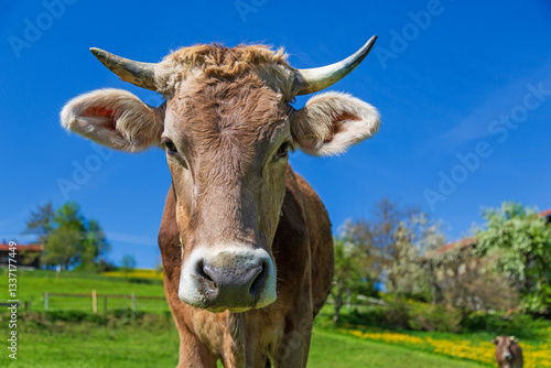 Kuh - Allgäu - Hörner - Braunvieh - Frühling