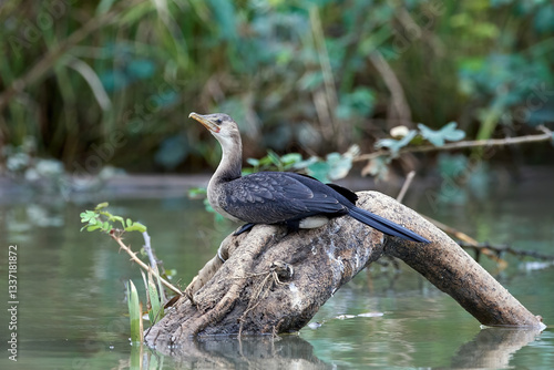 Wallpaper Mural Long-tailed Cormorant (Microcarbo africanus) Torontodigital.ca