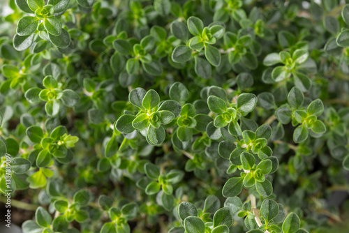 Detail of foliage of aromatic green thyme bush as floral background. Thymus vulgaris faustini L.