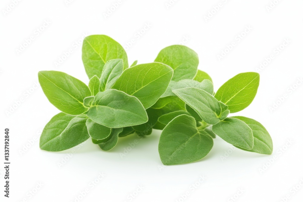 A close-up of marjoram leaves isolated on a white background highlighting their delicate texture and aromatic culinary use A close-up of marjoram leaves isolated on a white background highlighting their delicate texture and aromatic culinary use