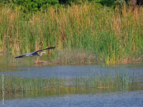 Great blue heron glides towards sawgrass covered banks of wetland waters