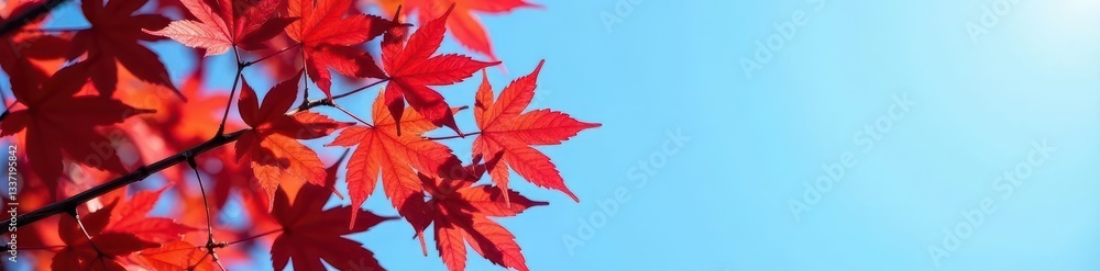 Crimson red maple leaves cluster on branches against a clear blue sky , colorful, forest Crimson red maple leaves cluster on branches against a clear blue sky , colorful, forest