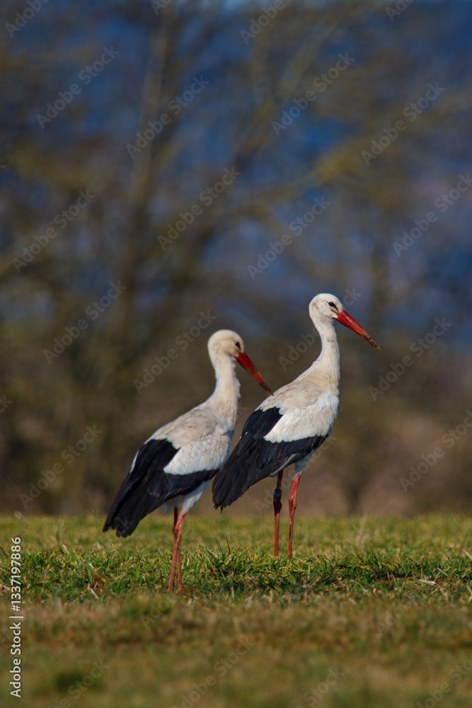 Naklejka premium Two storks standing gracefully on green grass in a serene natural setting during daylight