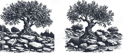 Set Olive Tree Nestled in Nature Beneath Stones, Embracing Serenity and Timeless Beauty olive tree, nature, under stones, fruit, agriculture, woodcut, vintage, retro, drawing, vignetting