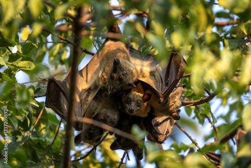 Straw coloured fruit bat on tree in Uganda. Colony of bats during day. Group of flying fox on the tree.	