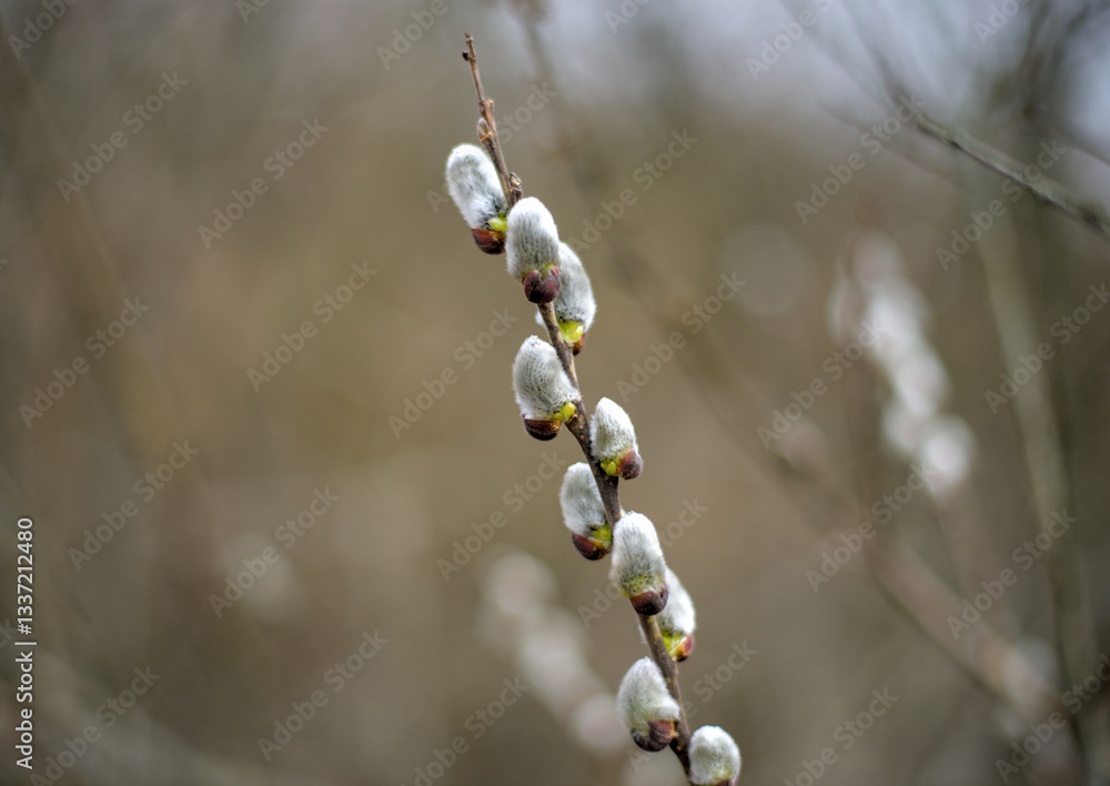 Willow catkins branch on blurred background