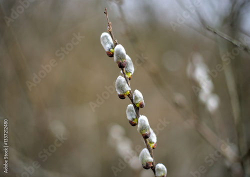 Obraz na płótnie Willow catkins branch on blurred background w salonie