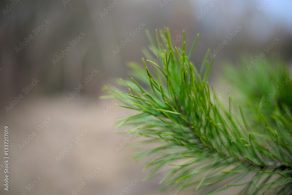 Green pine needles on blurred background