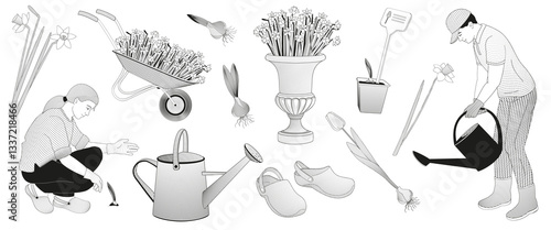 woman in work clothes  squatting to gardening, Man  watering with watering can, daffodils flowers, tulip flower, sprouted bulb of a plant, pair of rubber gardening clogs, watering can,Blooming daffodi