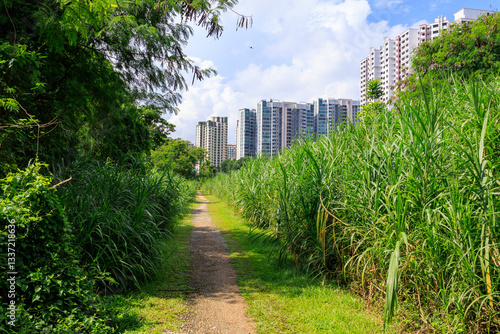 Photography Typical Skyscrapers with apartments located next to Rail Corridor hiking path wi