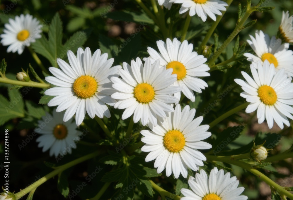 A vibrant display of white daisies with yellow centers in full bloom A vibrant display of white daisies with yellow centers in full bloom