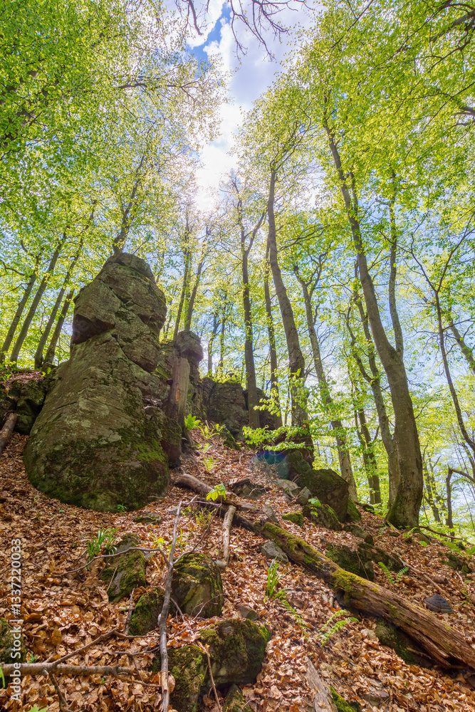 forest nature in summer. deciduous tree in green foliage. environment background of beech woodland with branch under sky. rock on the hill