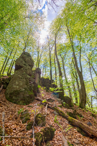 Obraz na płótnie forest nature in summer. deciduous tree in green foliage. environment background of beech woodland with branch under sky. rock on the hill w salonie